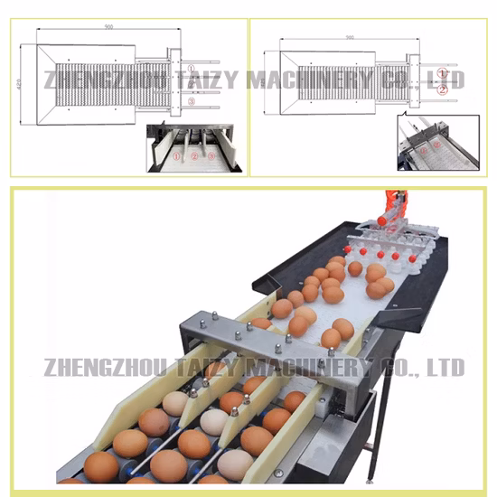 Egg Washing and Grading Machine Egg Grader with Printer Accumulator Egg Sorter Machine